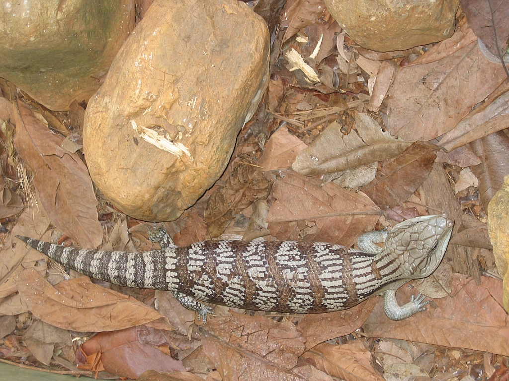 078 Rainforestation.jpg